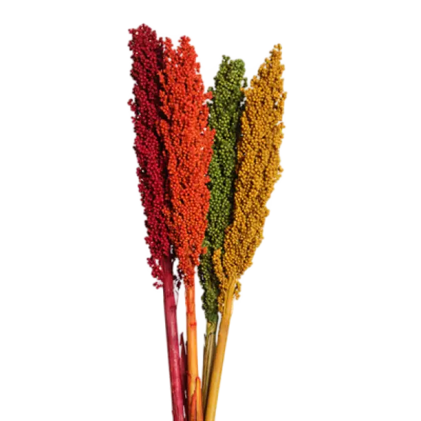 sorghum ears