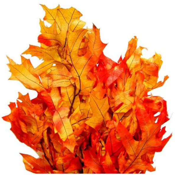 Maple Leaves Branches