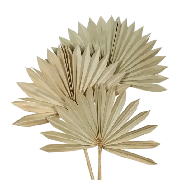 Palm Leaves