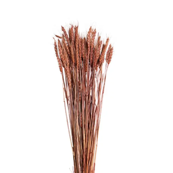 bearded tarwe (6 oz) brown
