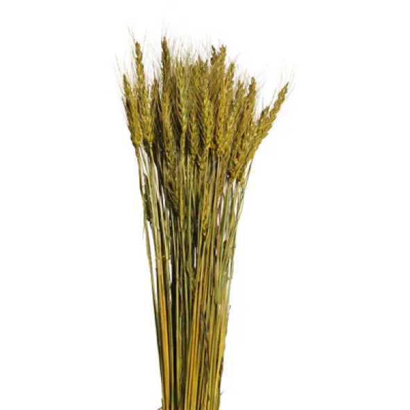 bearded tarwe (6 oz) moss green