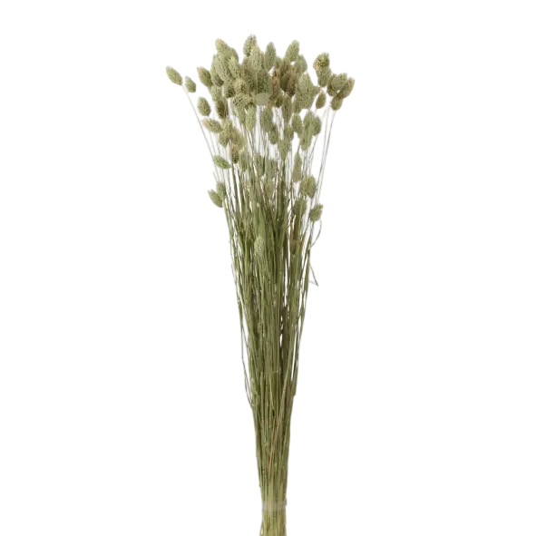 phalaris grass (4 oz) natural green.