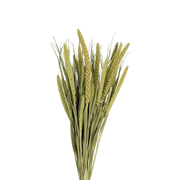 Dried Spray Millet